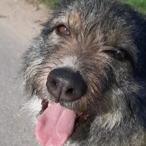 Simona, female 4yo Mixed Breed for adoption at Tierheim Bettikum, Bettikum