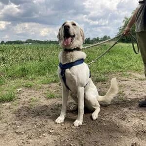 Laura, female 6yo mixed breed for adoption at Tierheim Bettikum, Bettikum