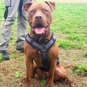 Bruce, male young Staffordshire Bull Terrier for adoption at Tierheim Bettikum, Bettikum