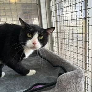 Schnute, male 3yo mixed breed for adoption at Tierheim Bettikum, Bettikum