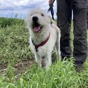 Dobi, male 5yo Mixed Breed for adoption at Tierheim Bettikum, Bettikum