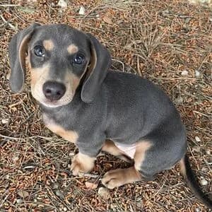 Coco, female puppy Dachshund for adoption at Tierheim Bettikum, Bettikum