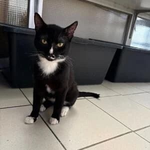 Schnurrbert, male 3yo mixed breed for adoption at Tierheim Bettikum, Bettikum