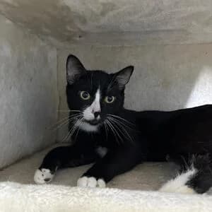 RΓ€uber, male 3yo mixed breed for adoption at Tierheim Bettikum, Bettikum