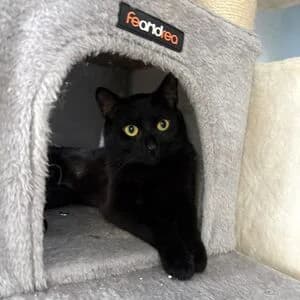 Anton, male 3yo mixed breed for adoption at Tierheim Bettikum, Bettikum