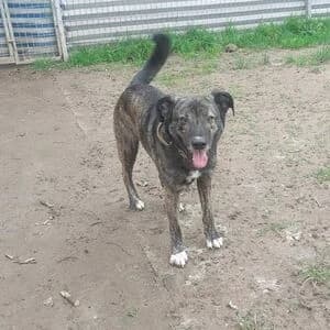 Rasko, male senior Mixed Breed for adoption at Tierheim Bettikum, Bettikum