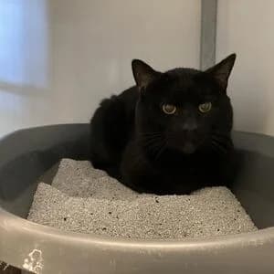 Lio, male 4yo mixed breed for adoption at Tierheim Bettikum, Bettikum