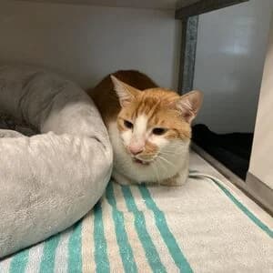 Flip, male 5yo mixed breed for adoption at Tierheim Bettikum, Bettikum