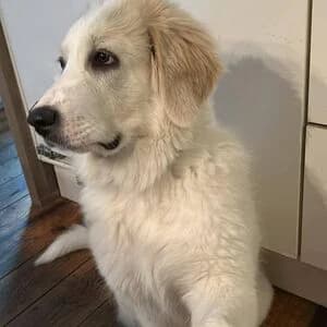 Mimi, female young mixed breed for adoption at Tierheim Bettikum, Bettikum