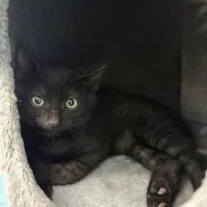 Boris, male puppy mixed breed for adoption at Tierheim Bettikum, Bettikum