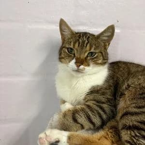 Kiraz, female 4yo mixed breed for adoption at Tierheim Bettikum, Bettikum