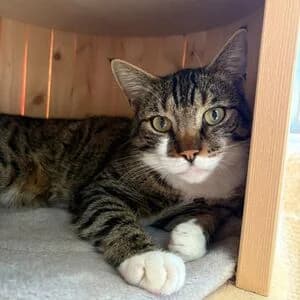 Isot, male 4yo mixed breed for adoption at Tierheim Bettikum, Bettikum