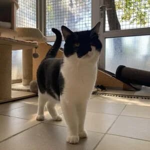 Tete, male 4yo mixed breed for adoption at Tierheim Bettikum, Bettikum