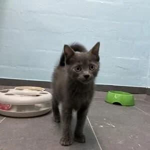 Tom, male puppy mixed breed for adoption at Tierheim Bettikum, Bettikum
