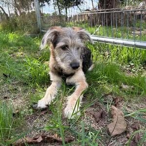 Aurora, female puppy Mixed Breed for adoption at Tierheim Bettikum, Bettikum