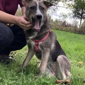 Nora, female puppy Mixed Breed for adoption at Tierheim Bettikum, Bettikum
