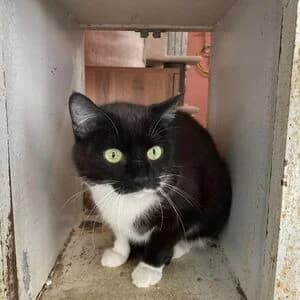 Lea, female 4yo mixed breed for adoption at Tierheim Bettikum, Bettikum
