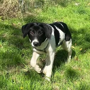 Jeff, male puppy Mixed Breed for adoption at Tierheim Bettikum, Bettikum