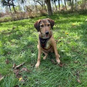 Polly, female puppy Mixed Breed for adoption at Tierheim Bettikum, Bettikum