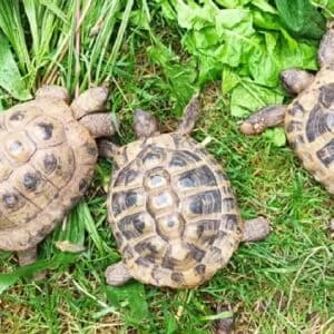 Griechische LandschildkrΓΆten, male mixed breed for adoption at Tierheim Bettikum, Bettikum