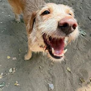 Rouppy, male 6yo mixed breed for adoption at Tierheim Bettikum, Bettikum