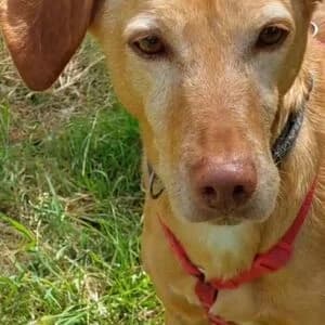 Richi, male 7yo mixed breed for adoption at Tierheim Bettikum, Bettikum