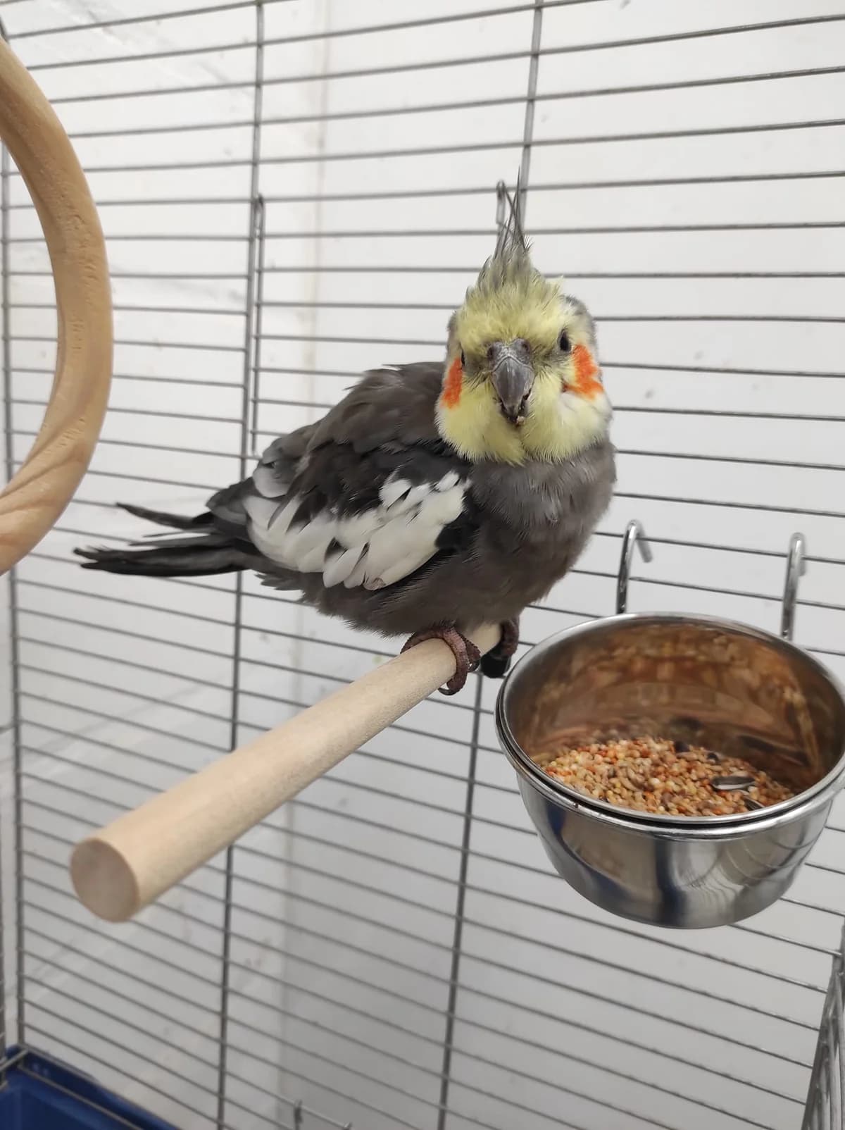 Augustus, male mixed breed for adoption at Tierheim Bielefeld, Bielefeld