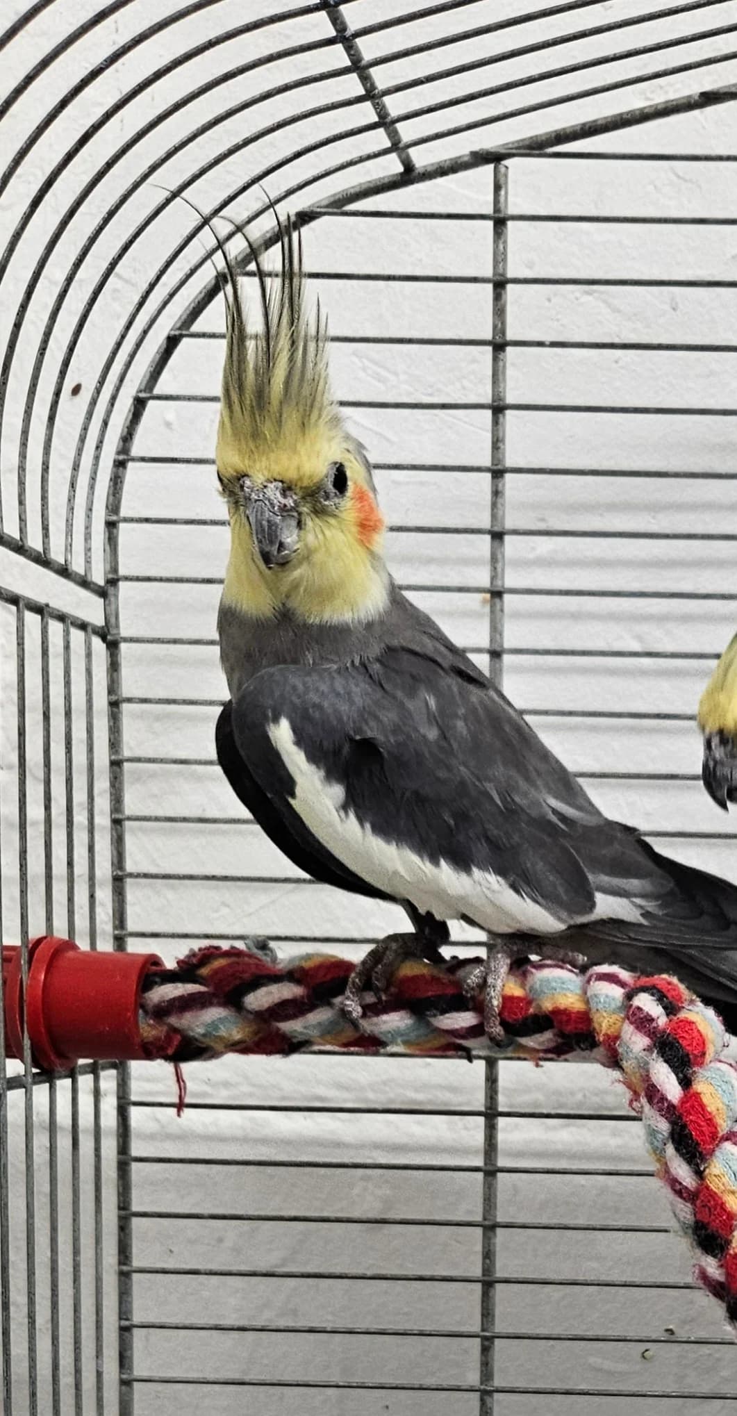 Paulchen und Michi, male senior Mixed Breed for adoption at Tierheim Bielefeld, Bielefeld