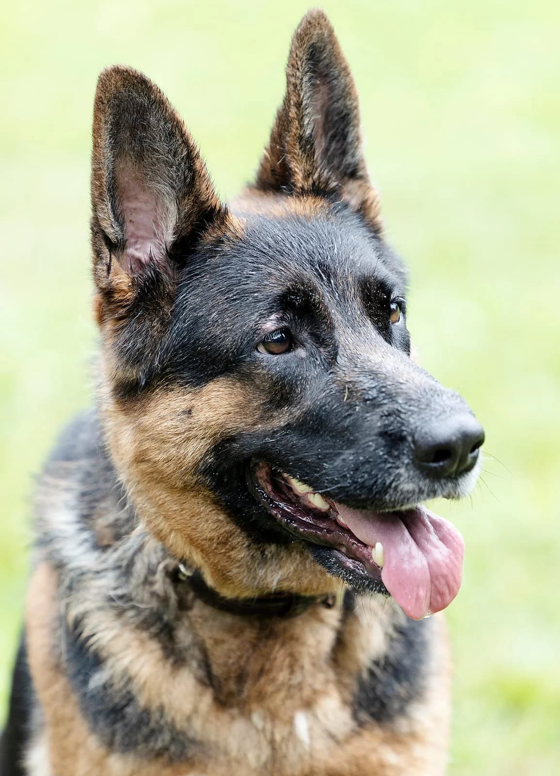 Zwiebel, female 4yo German Shepherd for adoption at Tierheim Bielefeld, Bielefeld
