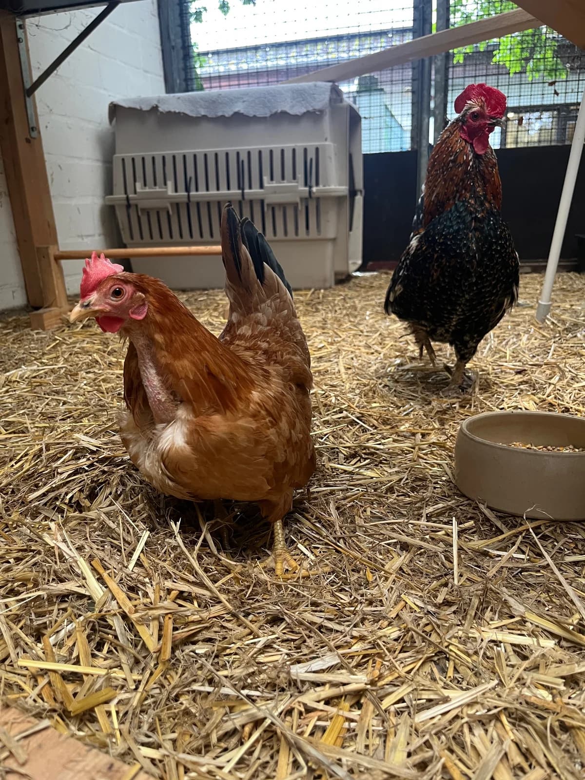 Kai-Uwe und Doris, male mixed breed for adoption at Tierheim Bielefeld, Bielefeld