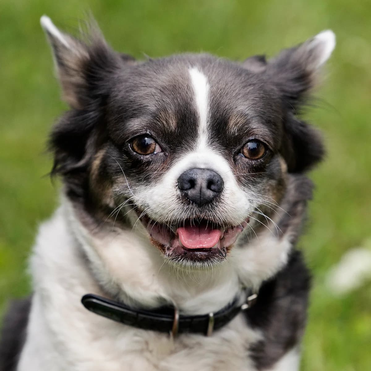 Dieter, male puppy Pomeranian for adoption at Tierheim Bielefeld, Bielefeld