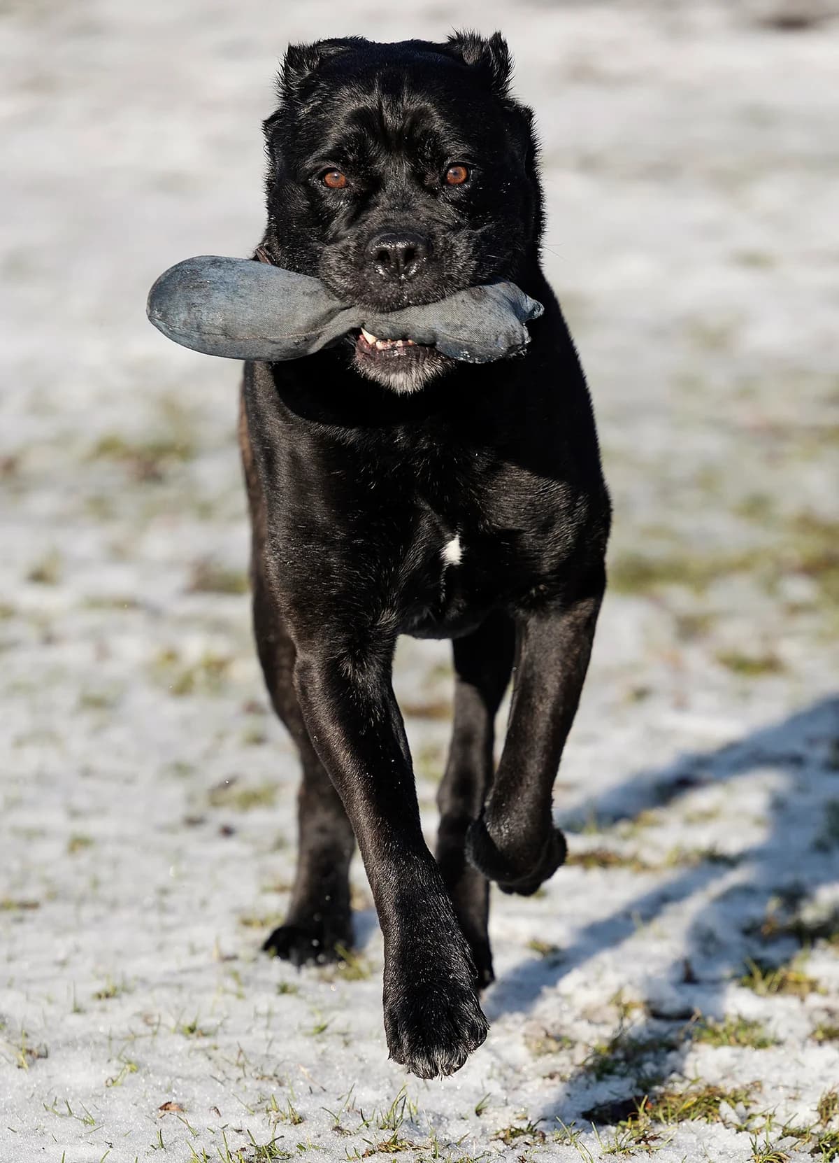 Yoshi, male senior Cane Corso for adoption at Tierheim Bielefeld, Bielefeld