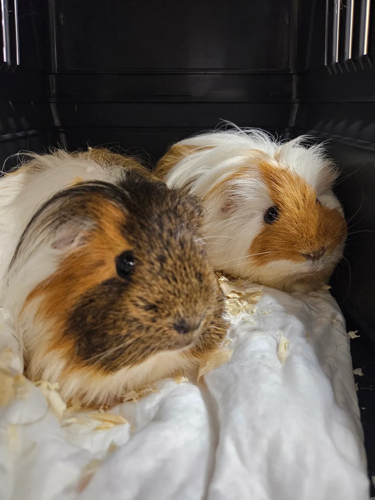 Haselnuss und Ferrari *Privatvermittlung*, Mixed Breed for adoption at Tierheim Bielefeld, Bielefeld