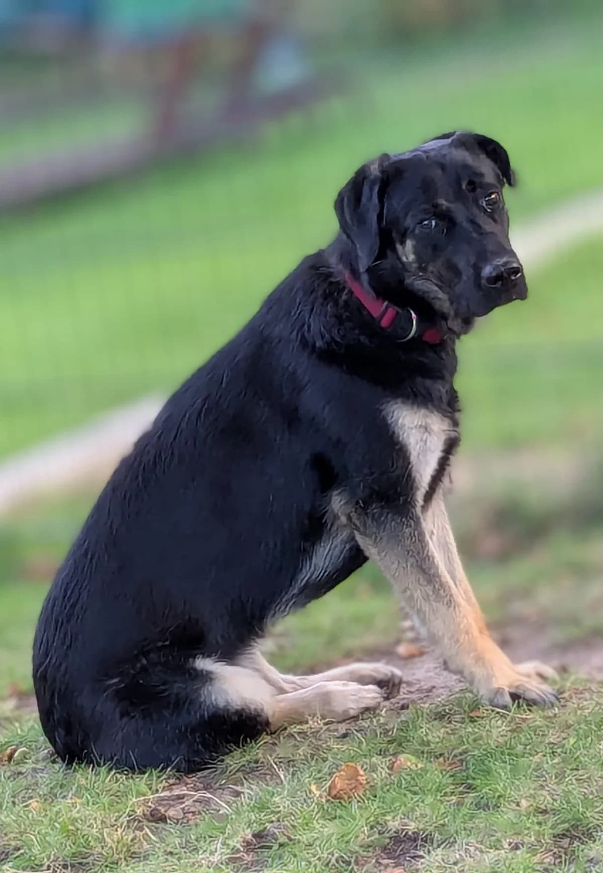 Holly, young Mixed Breed for adoption at Tierheim Bitterfeld