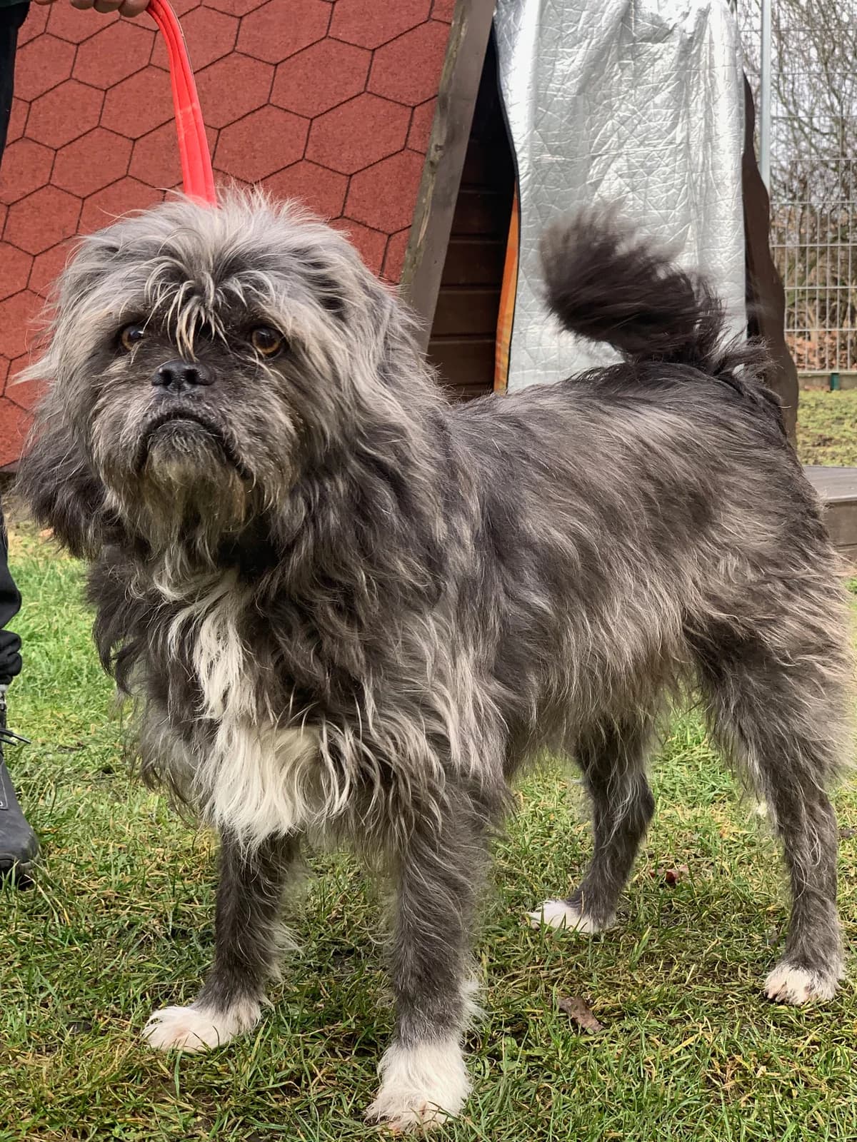 Pongo, Mixed Breed for adoption at Tierheim Bitterfeld