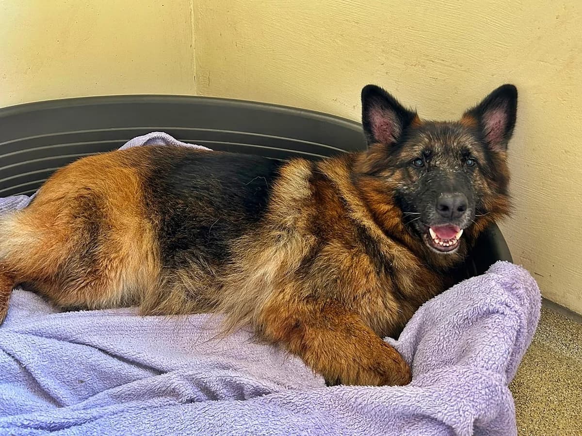 Askana, female senior German Shepherd for adoption at Tierheim Bocholt, Bocholt