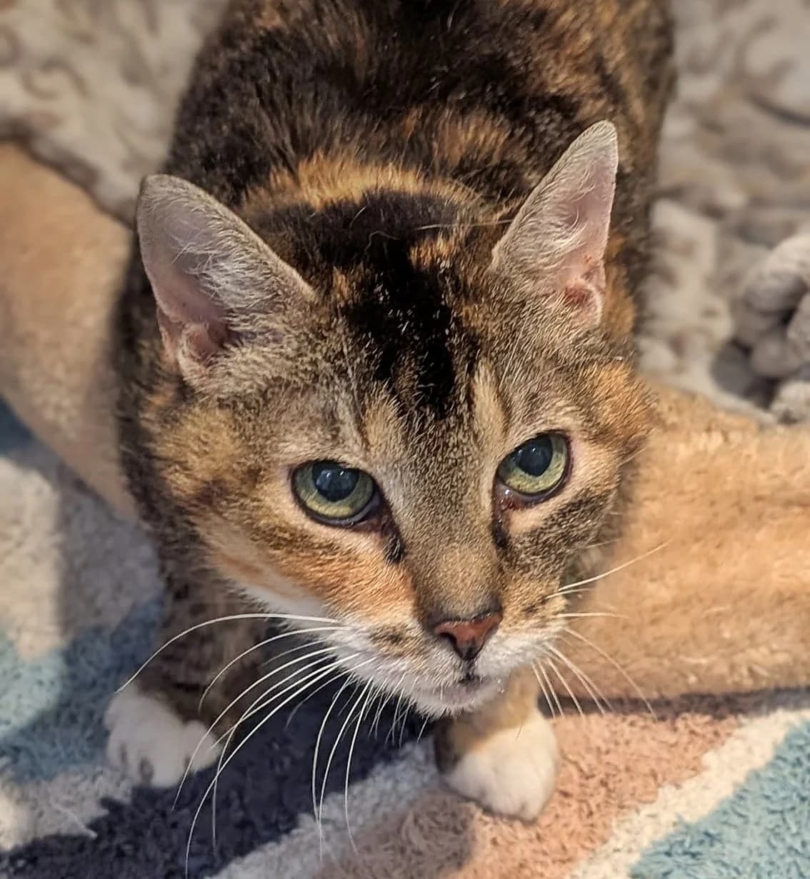 Filzie, senior mixed breed for adoption at Tierheim Bocholt, Bocholt