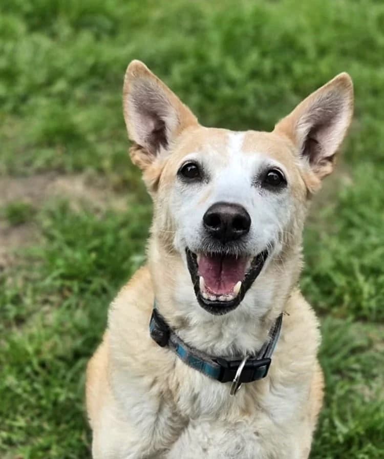 Bella, female senior Mixed Breed for adoption at Tierheim Bocholt, Bocholt