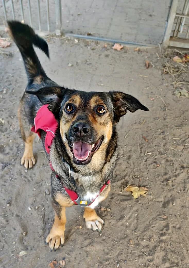 Mel, female young Mixed Breed for adoption at Tierheim Bocholt, Bocholt