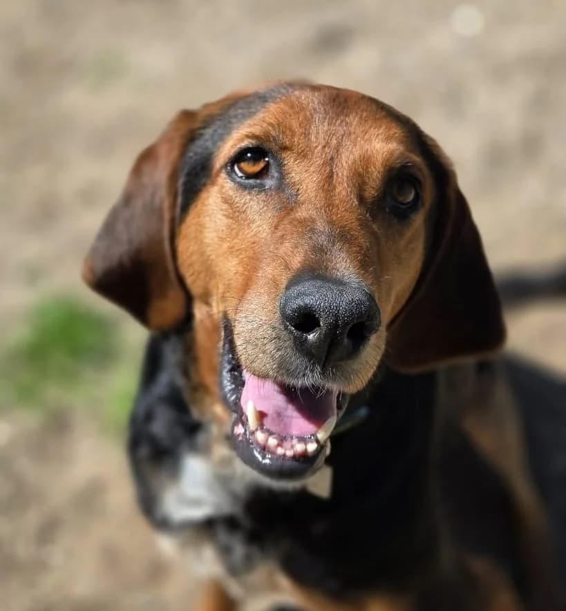 Flora, female 5yo Mixed Breed for adoption at Tierheim Bocholt, Bocholt