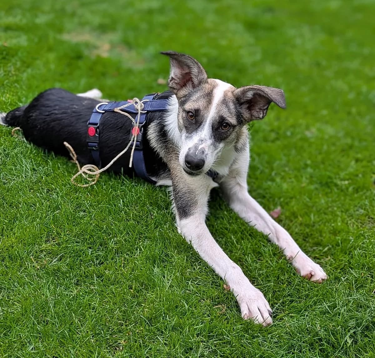 Chiara, female young Mixed Breed for adoption at Tierheim Bocholt, Bocholt