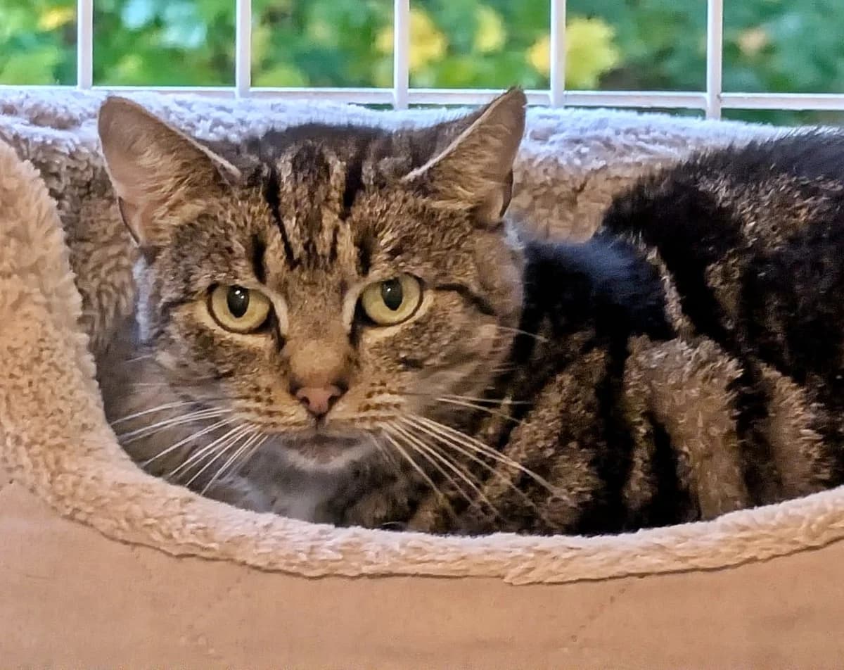 Coco, 3yo mixed breed for adoption at Tierheim Bocholt, Bocholt