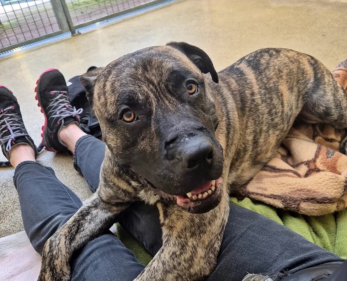 Baba, male 3yo Presa Canario for adoption at Tierheim Bocholt, Bocholt