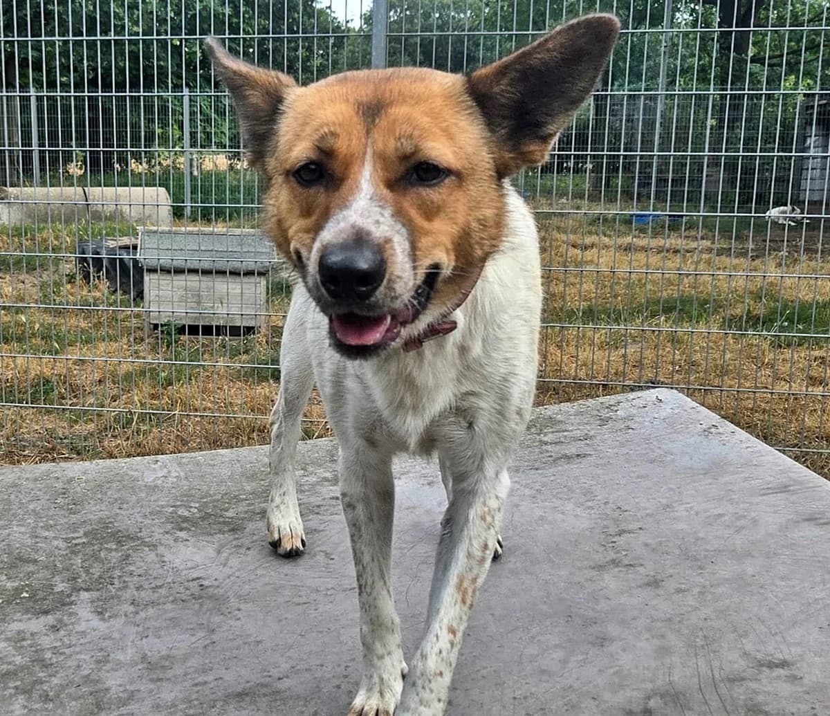 Daisy, female young Mixed Breed for adoption at Tierheim Bocholt, Bocholt