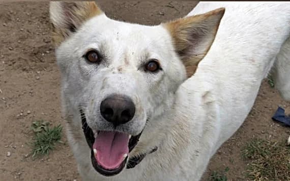 Buddy, male 5yo Mixed Breed for adoption at Tierheim Bocholt, Bocholt
