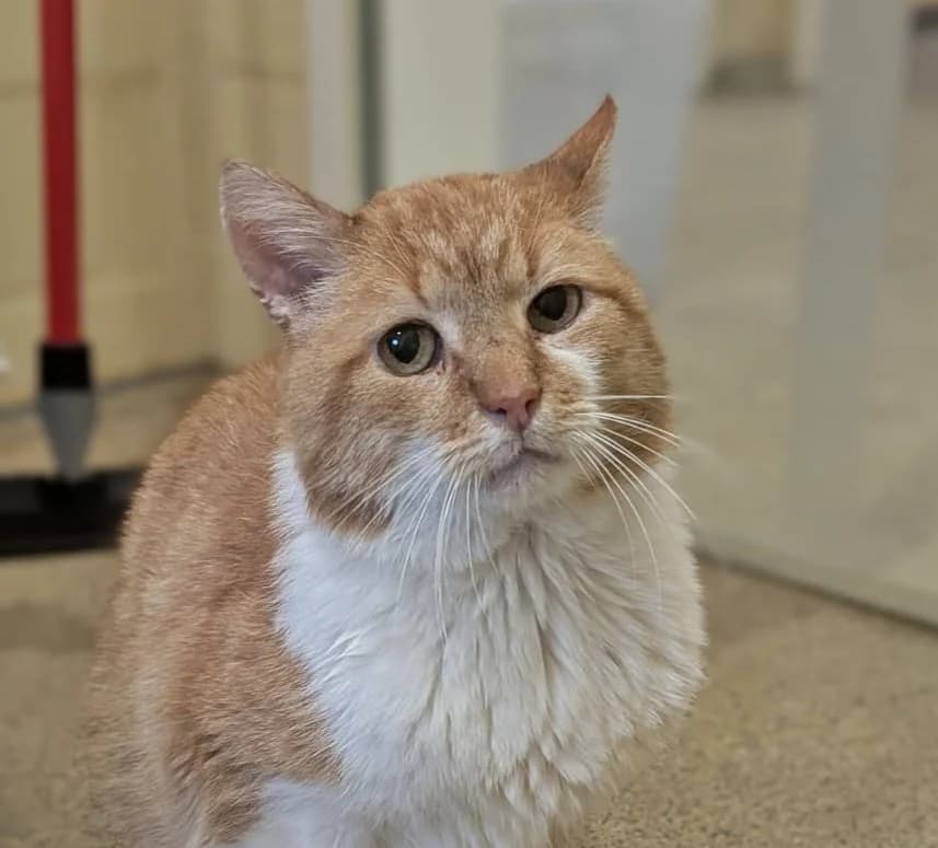 Icarus, male senior Mixed Breed for adoption at Tierheim Bocholt, Bocholt