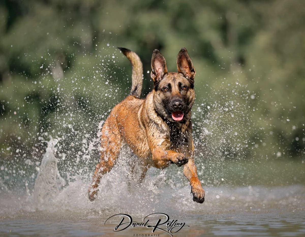 Queen, female 3yo Belgian Malinois for adoption at Tierheim Bocholt, Bocholt