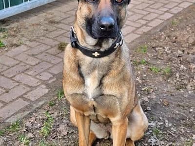Queen, female 4yo Belgian Malinois for adoption at Tierheim Bocholt, Bocholt