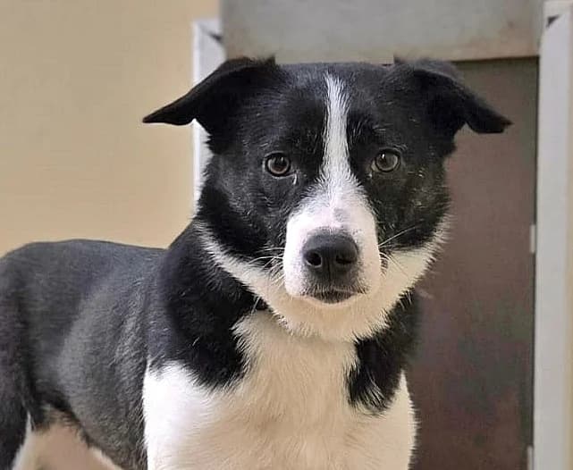 Sally, female 4yo Mixed Breed for adoption at Tierheim Bocholt, Bocholt