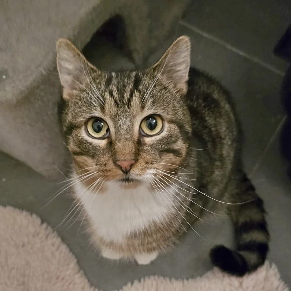 Sven, male 5yo mixed breed for adoption at Tierheim Bocholt, Bocholt